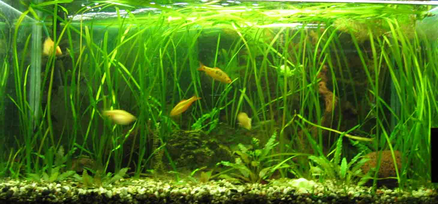 &copy; Zierfischfreunde Immenhausen-Holzhausen Aufgenommen am 21.6.2006